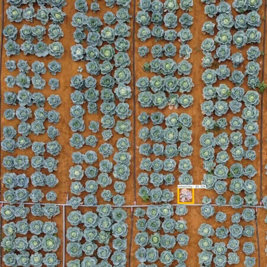 A close-up photo of a cabbage plant.