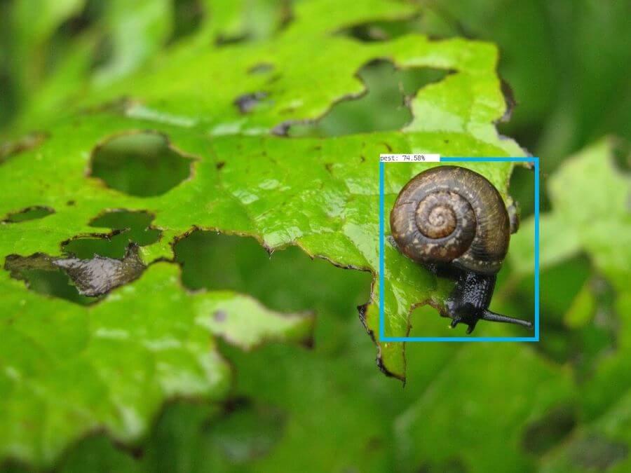 A snail on a leaf.