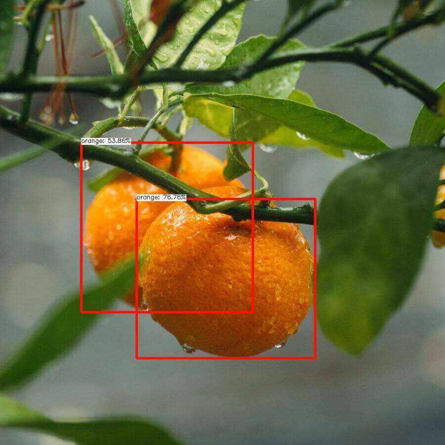 Two oranges on a tree.
